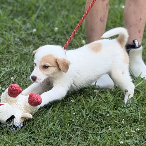 ASTRID  LOWER FEE!  IN PA! - Great Pyrenees / Labrador Retriever available for adoption