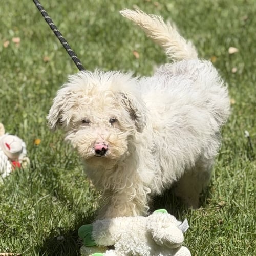 LEXUS - Poodle (unknown type) / Wheaten Terrier available for adoption