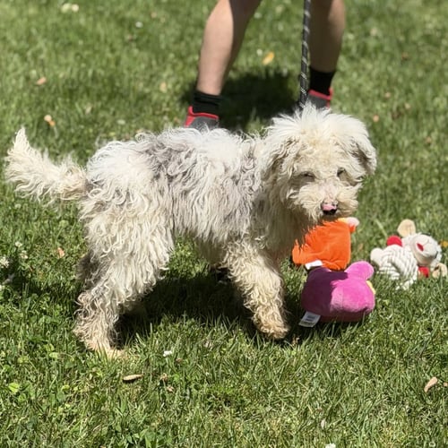 LEXUS - Poodle (unknown type) / Wheaten Terrier available for adoption