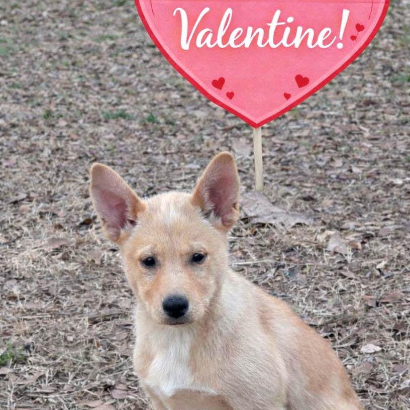 VIVIANNE - Shiba Inu available for adoption