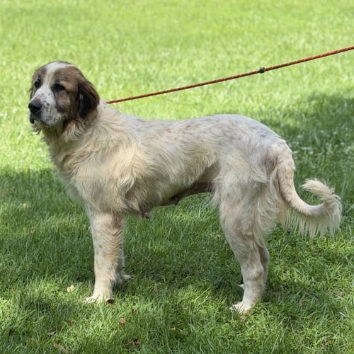 MANGO - Great Pyrenees / Saint Bernard available for adoption