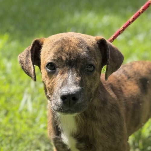 PRICILLA - Dachshund / Basset Hound available for adoption
