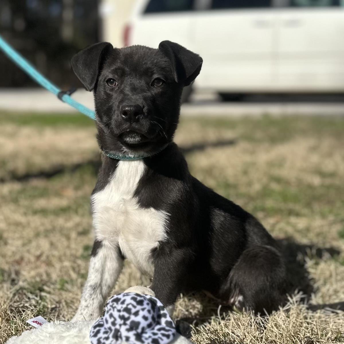 STORMY - Labrador Retriever available for adoption