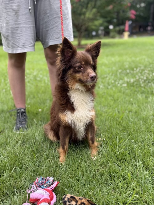 KIMMY KIBBLE - Papillon available for adoption