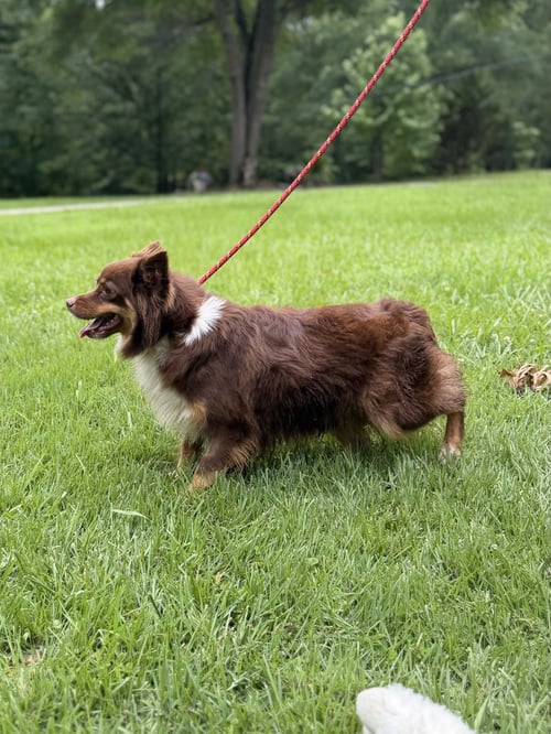 KIMMY KIBBLE - Papillon available for adoption
