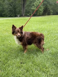 KIMMY KIBBLE - Photo 3