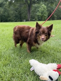 KIMMY KIBBLE - Photo 4