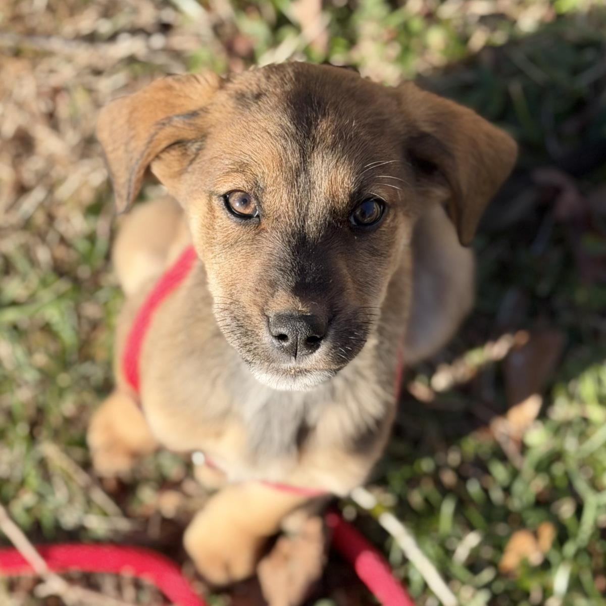 PHOEBE - Labrador Retriever available for adoption