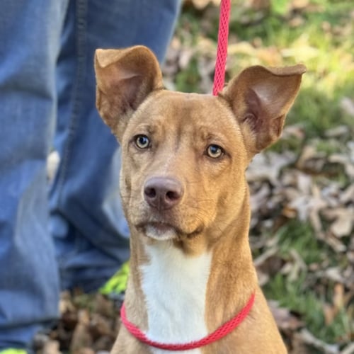 BLAKELY - Vizsla available for adoption