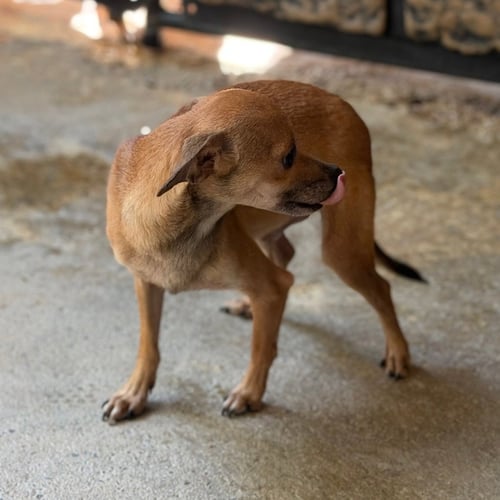 WREN - Chihuahua available for adoption