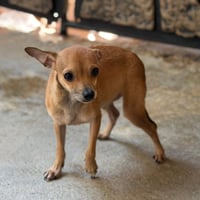Wren - Photo 4