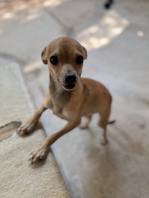 WREN - Chihuahua available for adoption