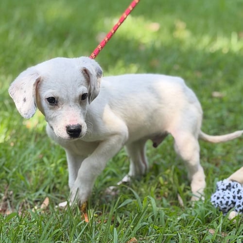 SCRUFFY - Wirehaired Fox Terrier available for adoption