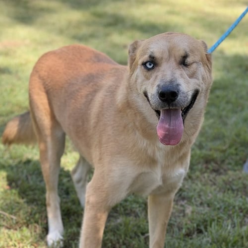 POPEYE - Labrador Retriever / Husky available for adoption