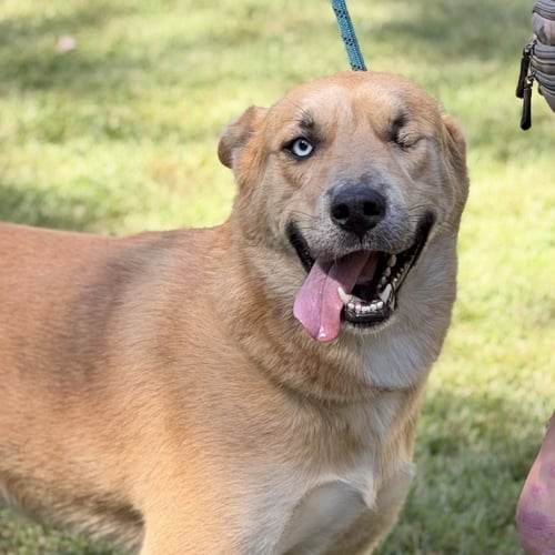 POPEYE - Labrador Retriever / Husky available for adoption