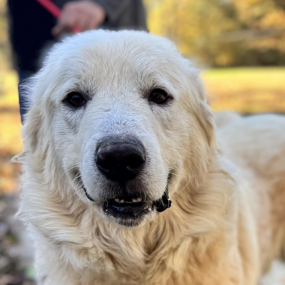 THOMAS - Great Pyrenees available for adoption