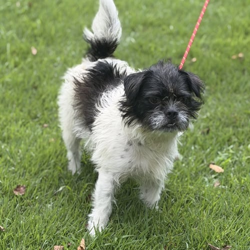 PITA - Shih Tzu / Brussels Griffon available for adoption