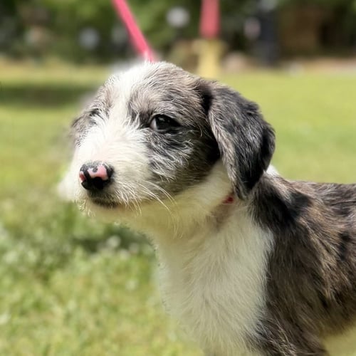 SHELBY - Poodle (unknown type) / Wheaten Terrier available for adoption