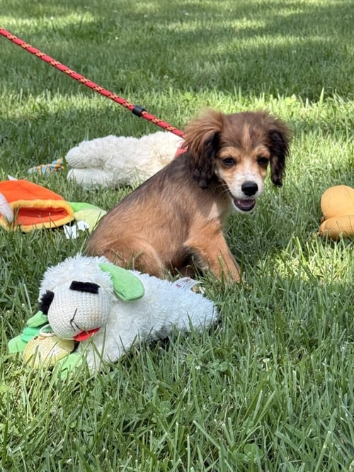 ZEBU - Labrador Retriever / Cocker Spaniel available for adoption