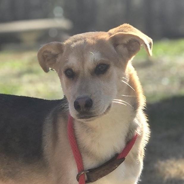 JACK - Shepherd available for adoption