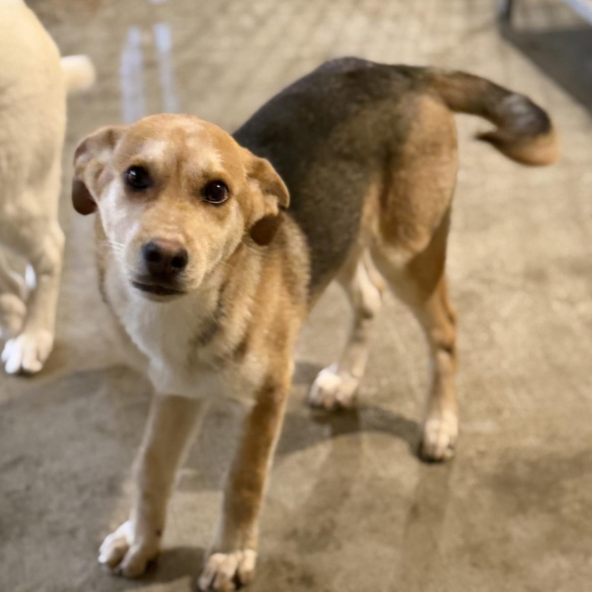 JACK - Shepherd available for adoption