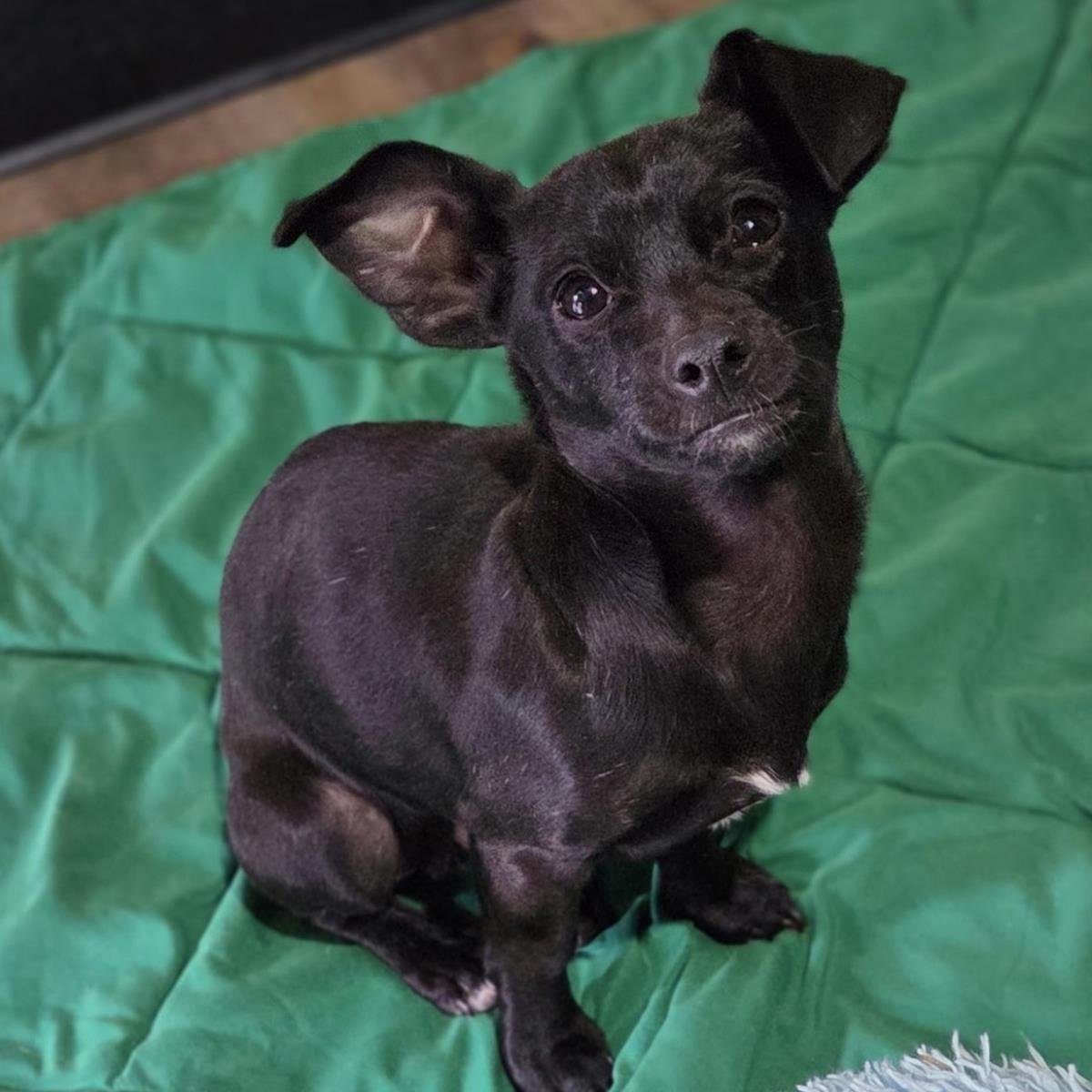 NETEYAM - Chihuahua available for adoption