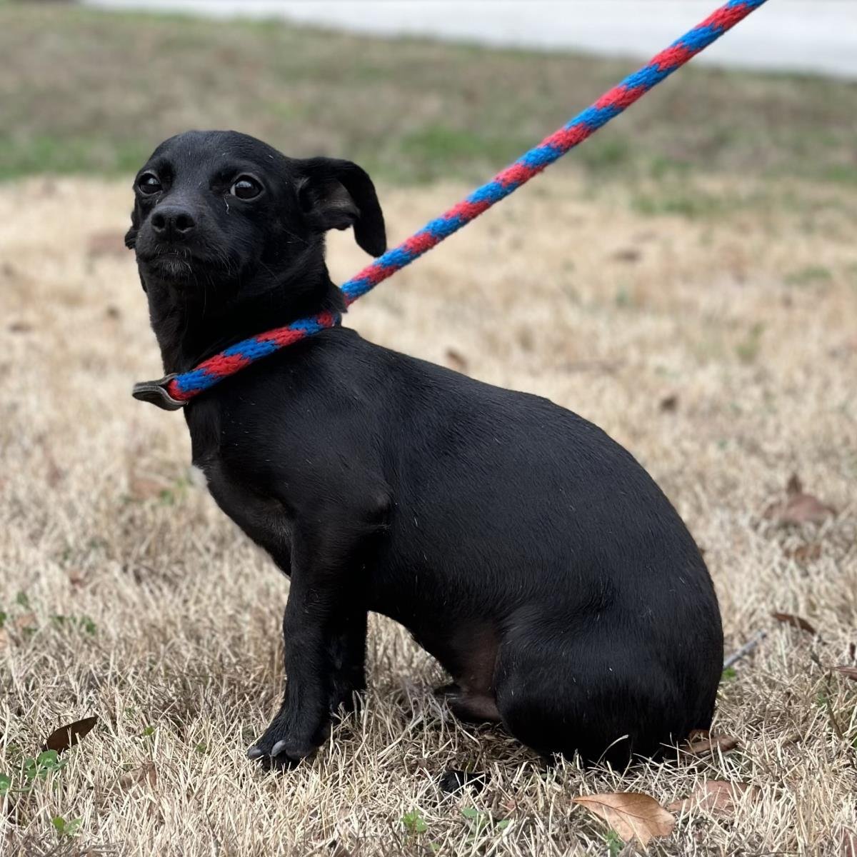 NETEYAM - Chihuahua available for adoption