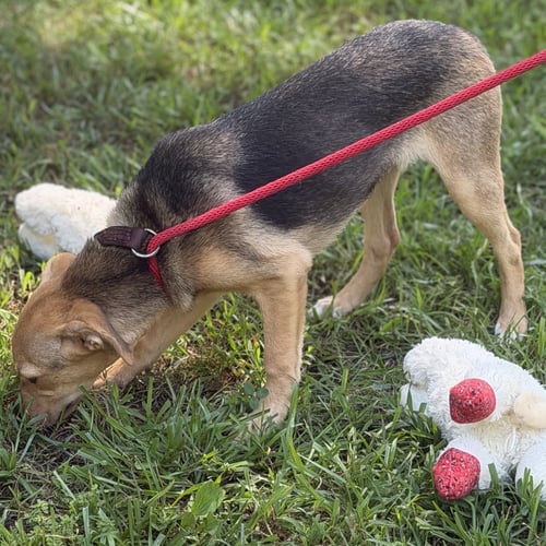 TEENY - Terrier / Chihuahua available for adoption