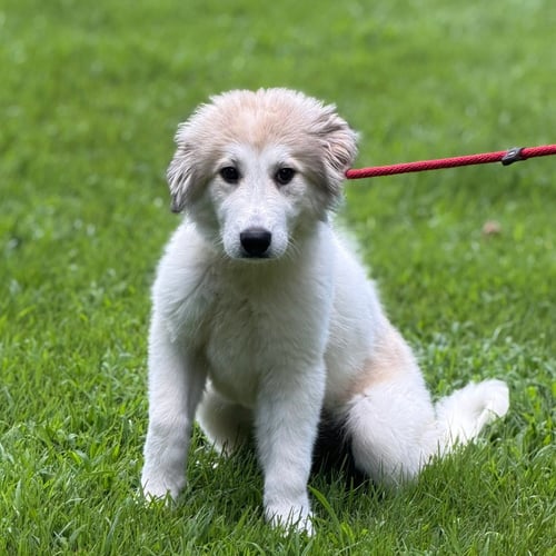 MERCY - Great Pyrenees available for adoption