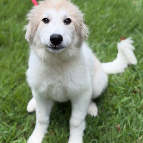 MERCY - Great Pyrenees available for adoption