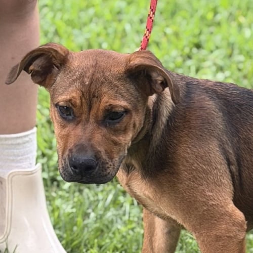WINIFRED - English Bulldog / Boxer available for adoption