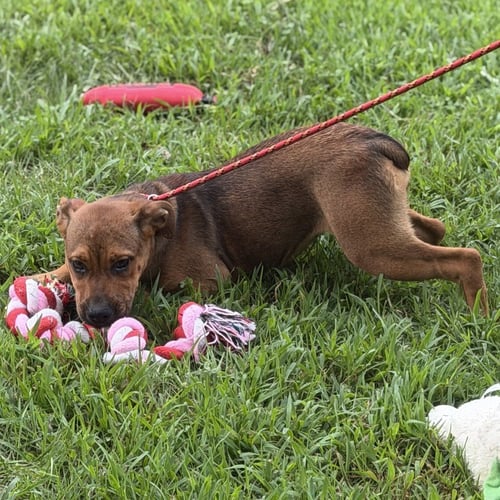 WINIFRED - English Bulldog / Boxer available for adoption
