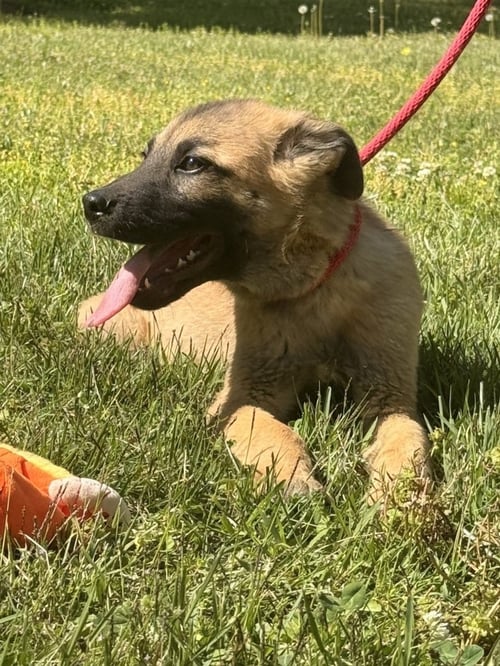 EROS - Great Pyrenees / German Shepherd Dog available for adoption