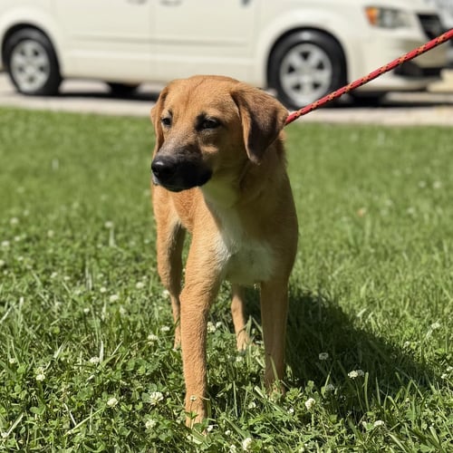 ZEVA - Finnish Spitz / Labrador Retriever available for adoption