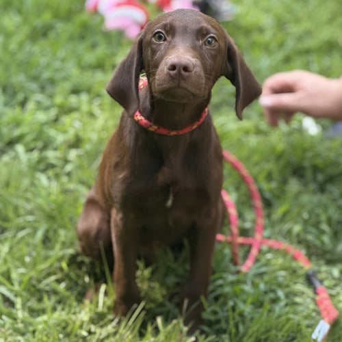 LATTE - Chocolate Labrador Retriever available for adoption