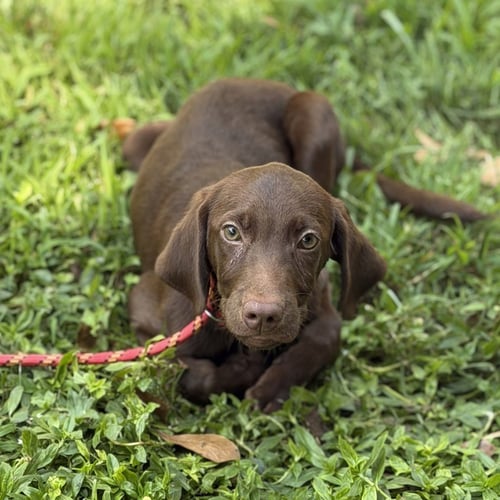 LATTE - Chocolate Labrador Retriever available for adoption