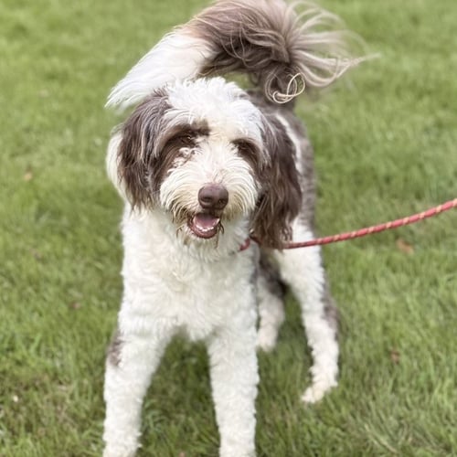 BANDIT - Australian Shepherd / Poodle (unknown type) available for adoption