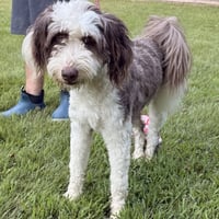 BANDIT - Photo 4