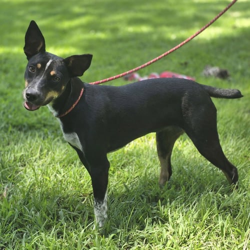 DAISEY - Rat Terrier available for adoption
