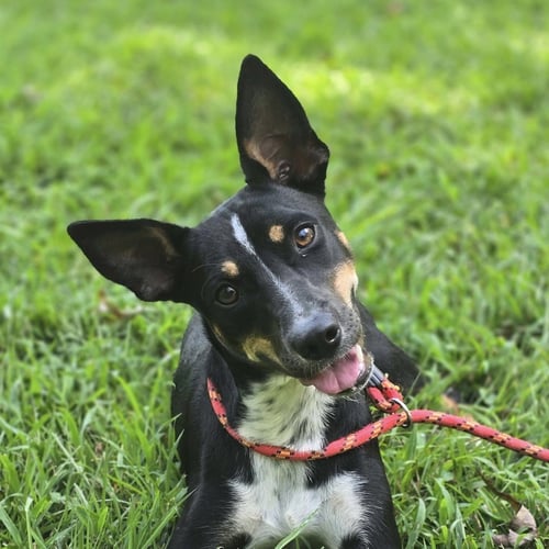 DAISEY - Rat Terrier available for adoption