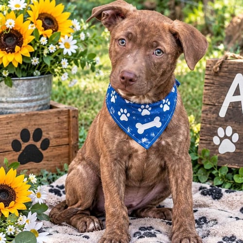 BEAR - Labrador Retriever available for adoption