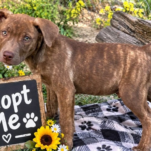 BEAR - Labrador Retriever available for adoption