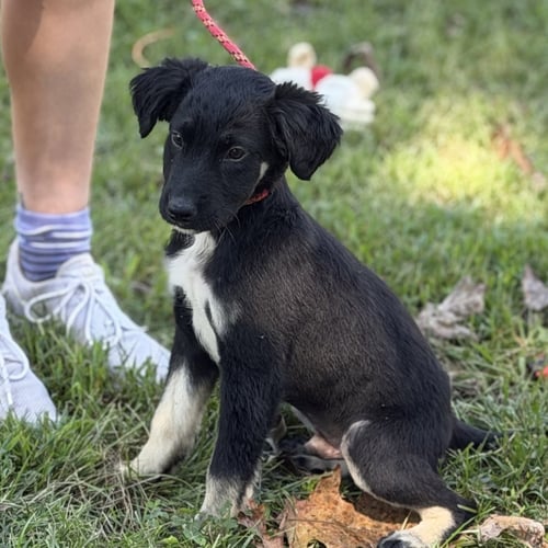 MARTIN - Shepherd available for adoption