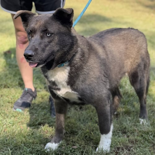 CHASTITY - Shepherd / Husky available for adoption