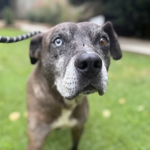 JONES - Catahoula Leopard Dog available for adoption