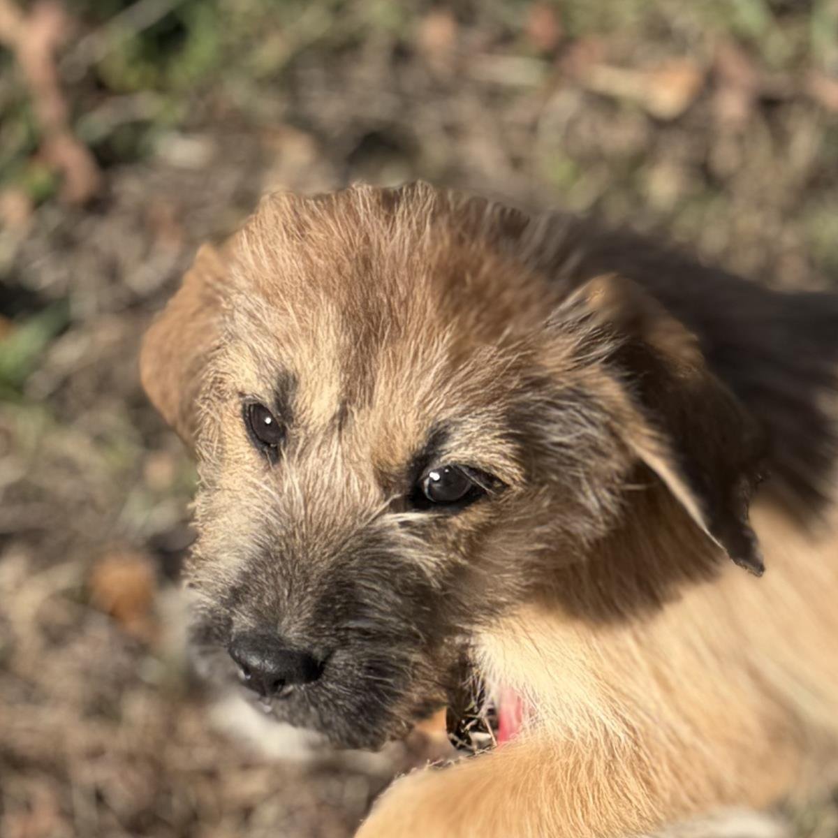 URSULA - Labrador Retriever available for adoption