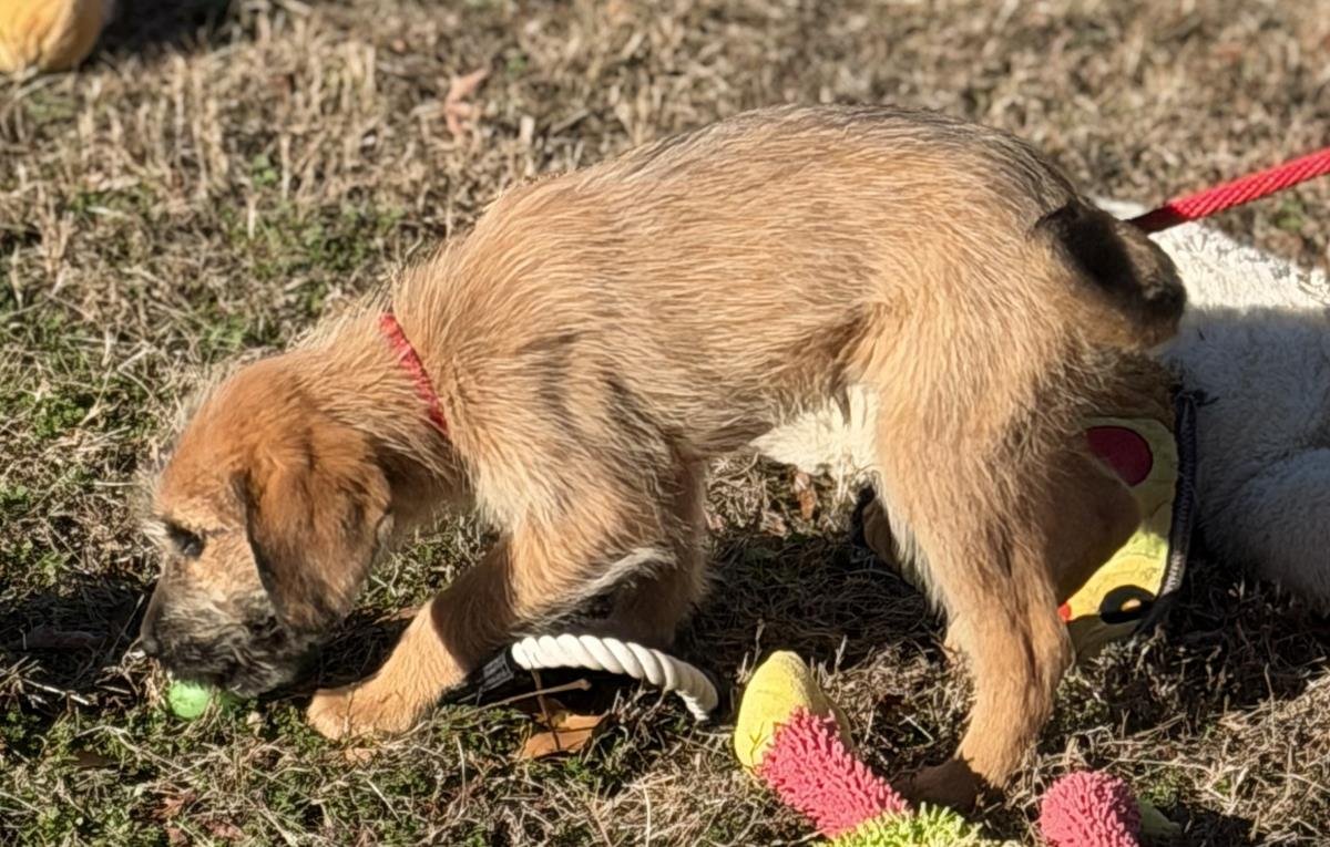 URSULA - Labrador Retriever available for adoption
