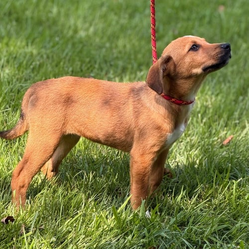 PATTY - Hound available for adoption