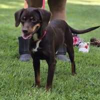 FRANKIE - Photo 4