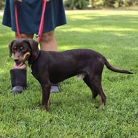 FRANKIE - Photo 2
